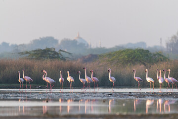 A group of Flamingos feeding on the algae in salty waters on the outskirts of Jamnagar, Gujarat