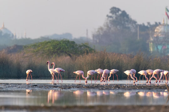 A group of Flamingos feeding on the algae in salty waters on the outskirts of Jamnagar, Gujarat