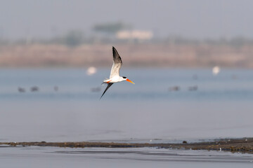 An Indian skimmer flying in the marshy waters on the outskirts of Jamnagar, Gujarat