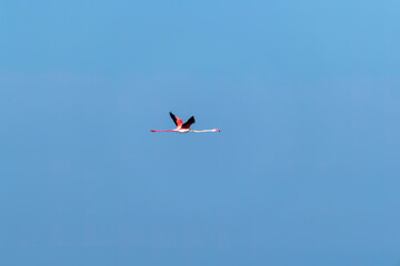 A flock of flamingos flying away with a beautiful blue sky on the outskirts of Jamnagar, Gujarat,...