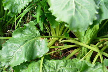 Close-up of fresh, green beet leaves growing in a garden