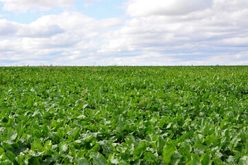 Vast field of lush green crops under a cloudy sky, agricultural landscape