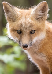 Red fox kit