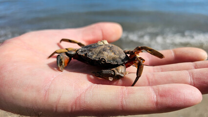 Hand holding small crab on the beach: close-up of a sea creature