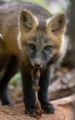 Red fox with prey