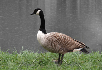 A canada goose standing by the waterside