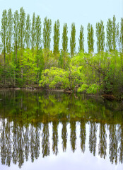 Reflections of trees on water country park landscape