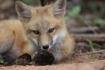 Red fox kit in the wild.