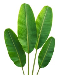 Obraz premium Vibrant tropical leaves against white