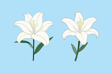 Two beautiful illustrations of elegant white lilies with green stems and leaves, representing purity, beauty, and the delicate nature of flowers.