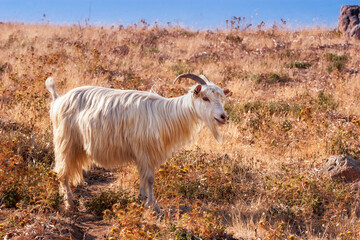 Obraz premium Goat in front of the Gulf of Porto, Corsica, France. The Corsican goat (also known as Corse) breed from the French island of Corsica is used primarily for the production of milk.
