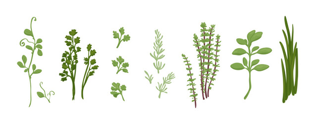 Healthy green herbs vector collection. Design elements isolated on white. © Vala Ivashchenko