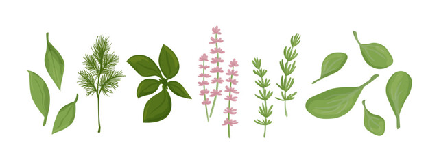 Healthy green herbs collection. Vector design elements isolated on white.