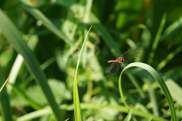 Ważka wodna (Odonata) © Sławek