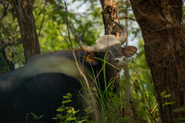 Close-Up of Indian Gaur in Dense Jungle, Chitwan