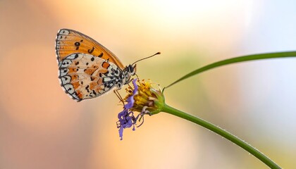 A colorful butterfly with intricate patterns rests on a small purple and yellow flower, sunlit with a blurred background