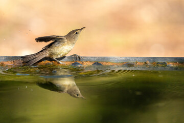 Common chiffchaff (Phylloscopus collybita) photographed in Spain