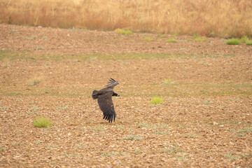 Black vulture (Aegypius monachus) photographed in Spain