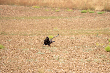 Black vulture (Aegypius monachus) photographed in Spain