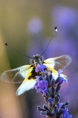 Owl fly (Libelloides longicornis) photographed in Spain
