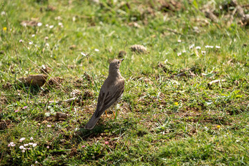 Common Thrush (Turdus philomelos) photographed in Spain