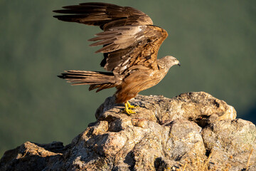 Black kite (Milvus migrans) photographed in Spain