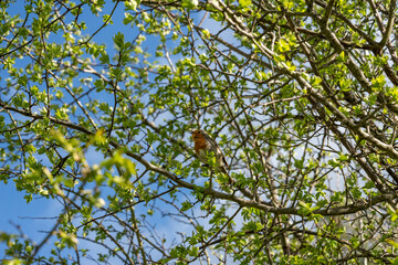 European robin (Erithacus rubecula) photographed in Spain