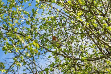 European robin (Erithacus rubecula) photographed in Spain
