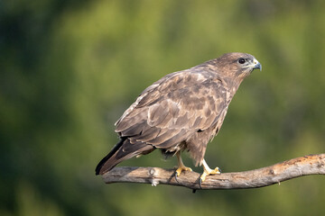 Common buzzard (Buteo buteo) photographed in Spain