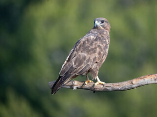 Common Buzzard (Buteo buteo) photographed in Spain