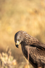 Black kite (Milvus migrans) photographed in Spain