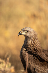 Black kite (Milvus migrans) photographed in Spain