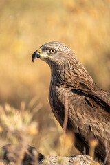 Black kite (Milvus migrans) photographed in Spain