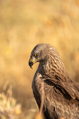 Black kite (Milvus migrans) photographed in Spain