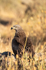 Black kite (Milvus migrans) photographed in Spain