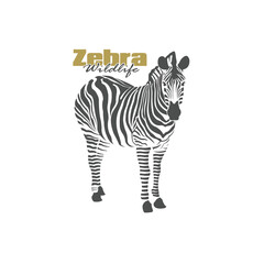 Zebra logo design is elegant and modern style. Isolated zebra on white background