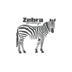 Zebra logo design is elegant and modern style. Isolated zebra on white background