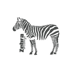 Zebra logo design is elegant and modern style. Isolated zebra on white background