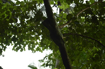 Close-up of green leaves with natural background in daylight