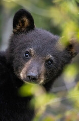Black bear cub © Brittany
