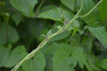 Close-up of green leaves with natural background in daylight