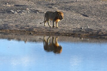 M&auml;nnlicher L&ouml;we am Wasserloch Chudop im Etoscha Nationalpark in Namibia. 
