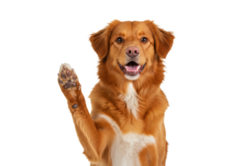 Adult Nova Scotia Duck Tolling Retriever with reddish-gold fur, joyful smile, raising front paw in a high-five against transparent studio background, concept of loyalty and partnership