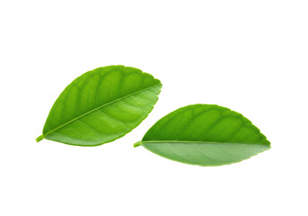 Fototapeta premium Two verdant green citrus leaves with visible veins, pristine and artfully arranged, isolated against a brilliant white background, soft studio lighting. Concept of natural purity and freshness