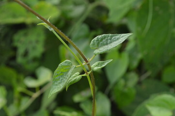 Close-up of green leaves with natural background in daylight