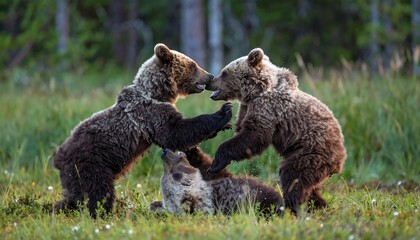 Two playful brown bear cubs interact playfully in a grassy meadow