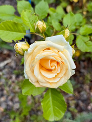 White Yellow Rose Flower with Buds Blooming in Garden Natural Setting