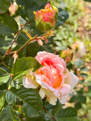 Peach Pink Garden Rose Blooming in Bright Sunlight Close-Up