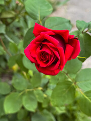 Red Rose Bloom with Unopened Bud Above in Garden Setting
