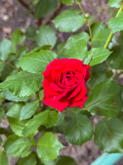 Red Rose Bloom with Unopened Bud Above in Garden Setting